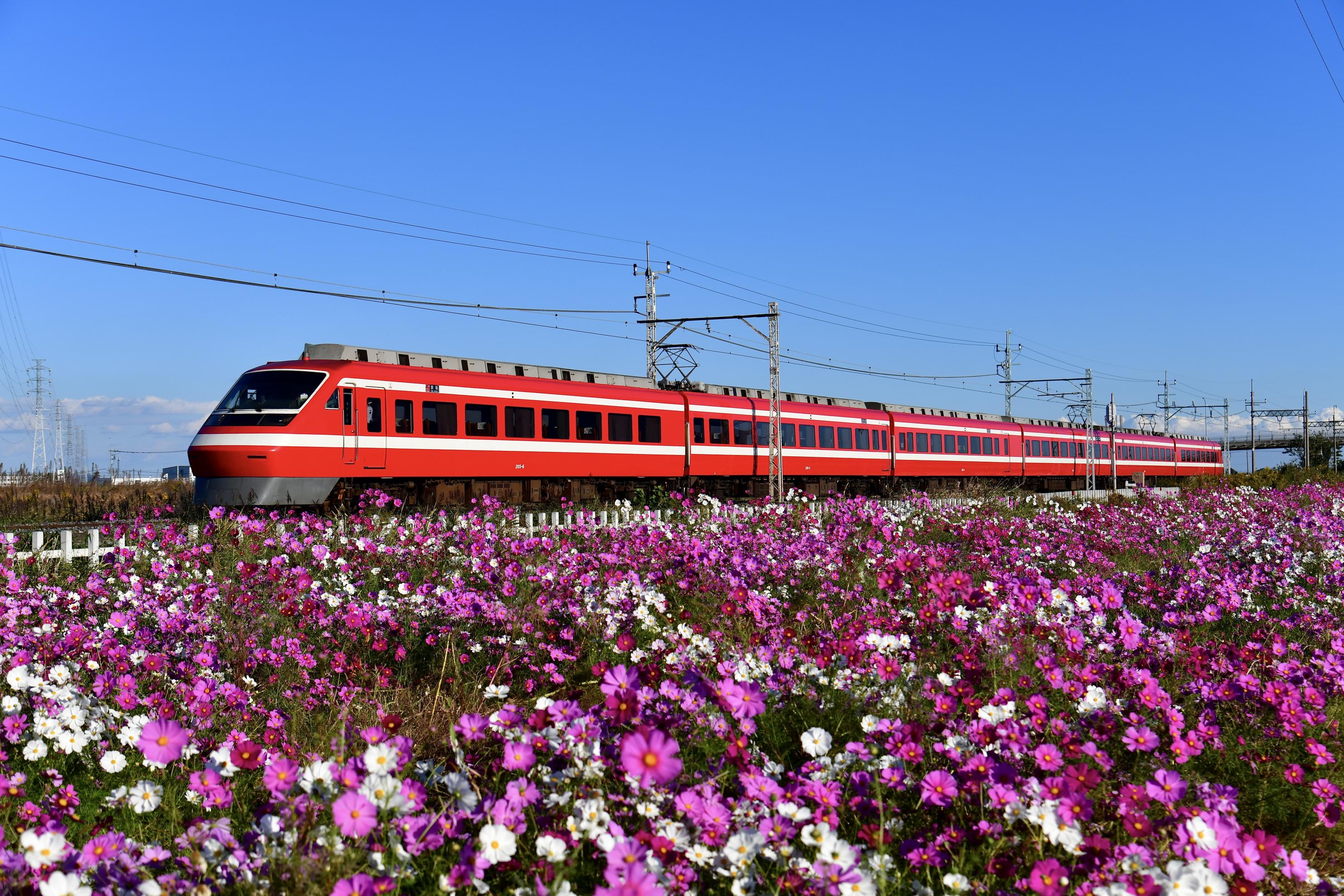 05_東武鉄道沿線(県駅)のコスモス畑 05_東武鉄道沿線(県駅)のコスモス畑